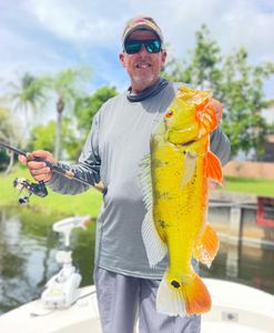 Reeled in Large Peacock Bass in Florida